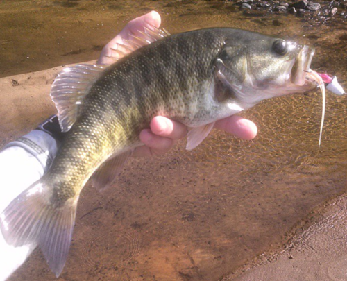 Shoal bass